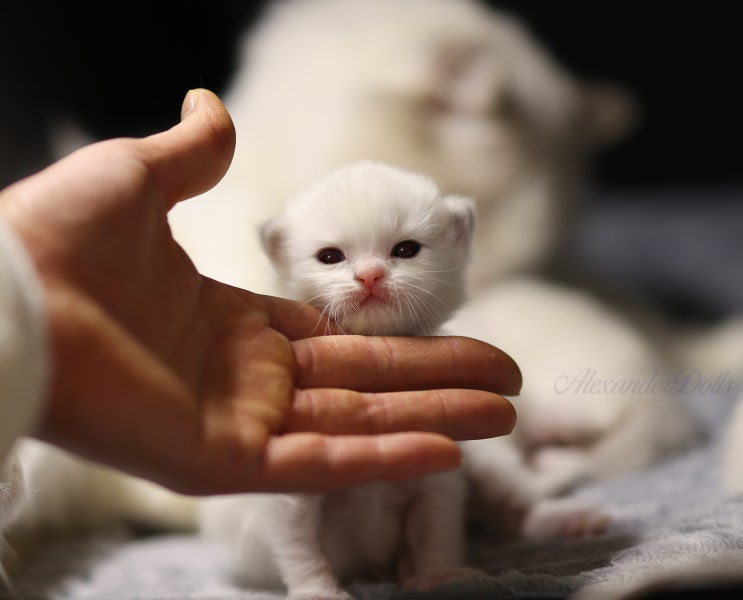  링스 랙돌 4마리 눈 떴어요｜A13-litter 생후 2주차 성장 기록(사진 모음)
