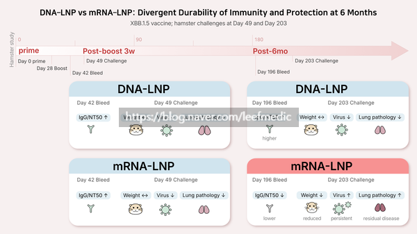  DNA-LNP vs mRNA-LNP 그래픽초록 리디자인: 3주 vs 6개월