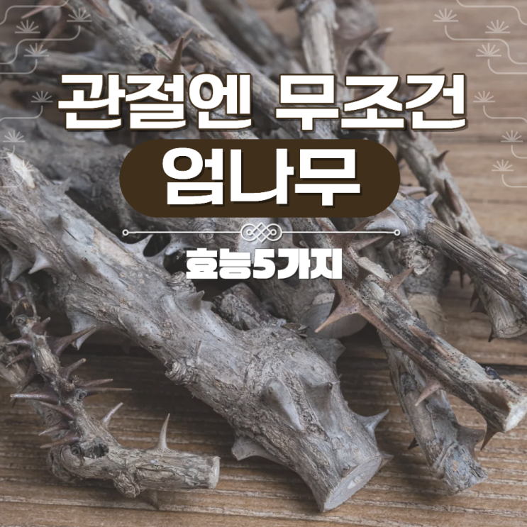  엄나무 효능 부작용 차 즙 성질 관절