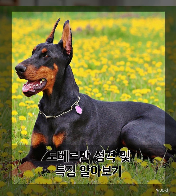  도베르만 성격 및 특징 알아보기
