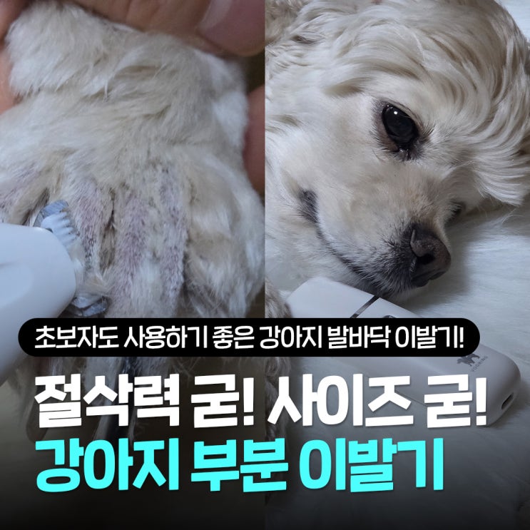  초보자도 사용가능한 강아지 발바닥 이발기 추천, 상처 없이 귓털까지 셀프 미용 하기 좋은 보그링 바리깡 사용법