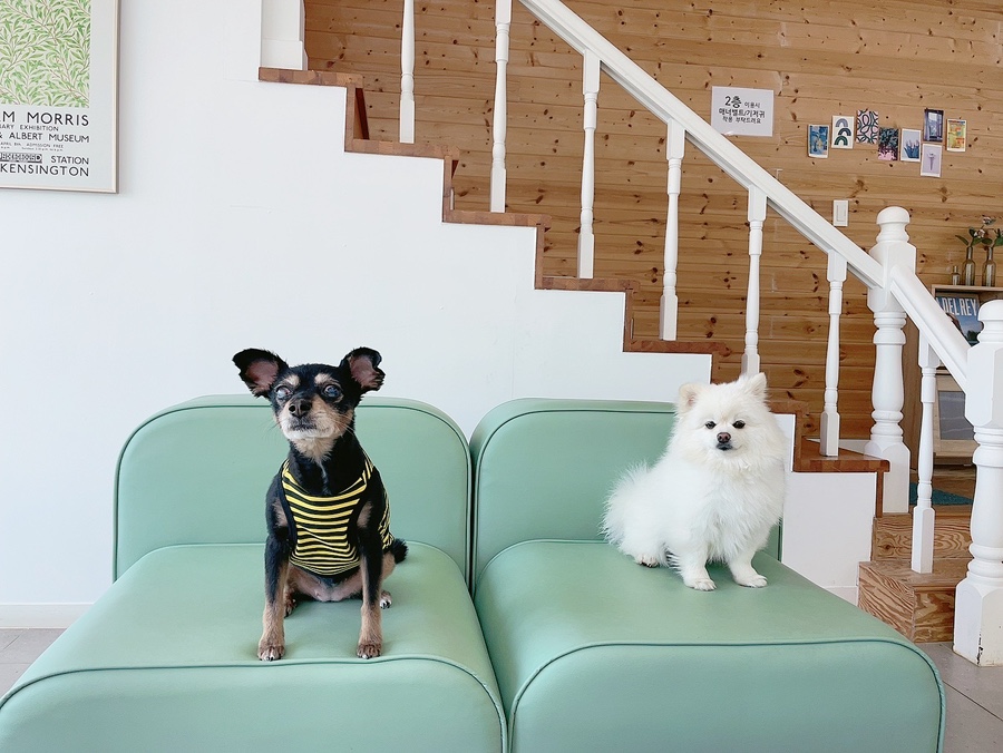 피피비피 사진 2