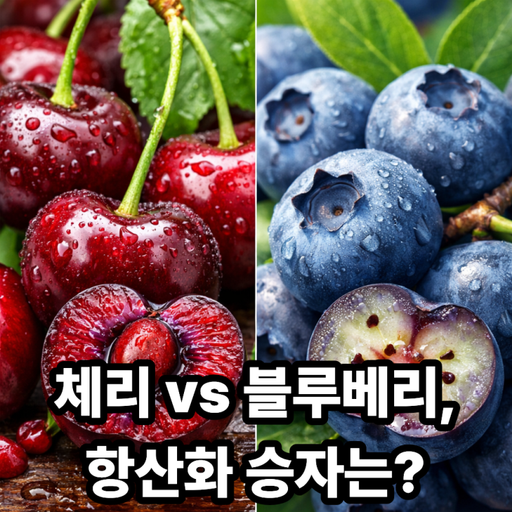  체리 안토시아닌 vs 블루베리｜항산화 효과, 뭐가 더 강할까?
