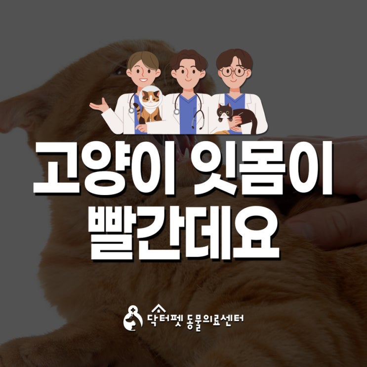  고양이 잇몸이 빨개요 염증 구내염 치아흡수성병변