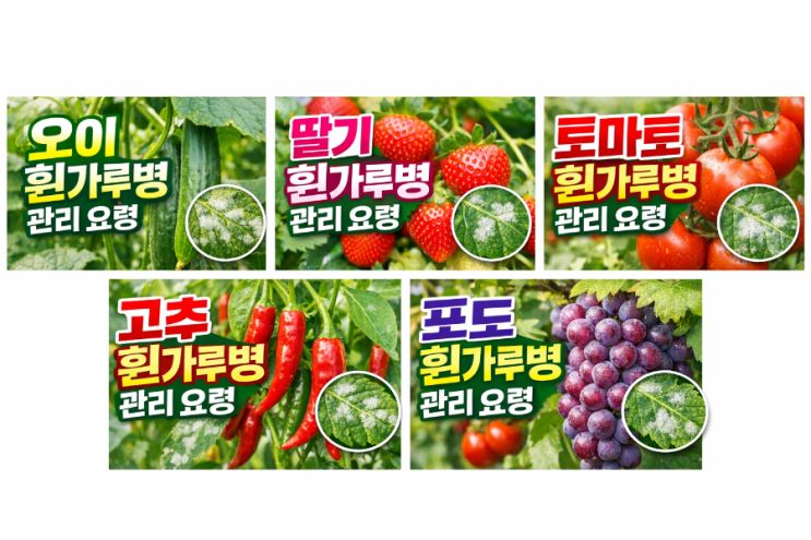   작물별 흰가루병 발생 원인과 관리 포인트 (오이·딸기·토마토·고추·포도 중심) 흰가루병은 작물마다 발생 시기와 취약 환경이 다르기 때문에, 작물 특성에 맞춘 환경 관리
