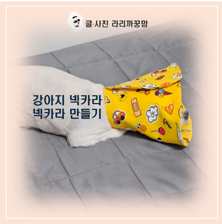 2kg 초소형견을 위한 맞춤형 '강아지 넥카라 만들기' 도전기!