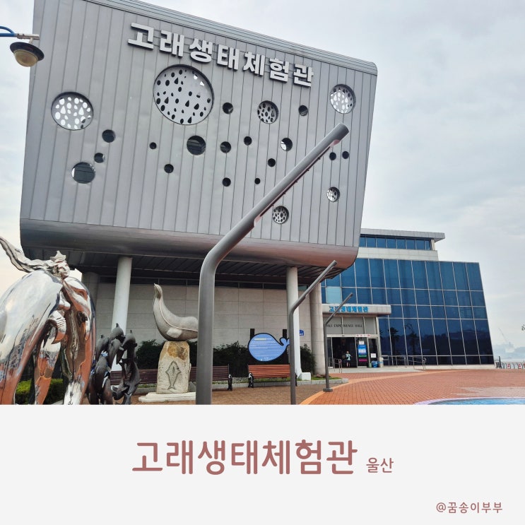  고래생태체험관 눈앞에 돌고래가 지나가는 마법 같은 순간