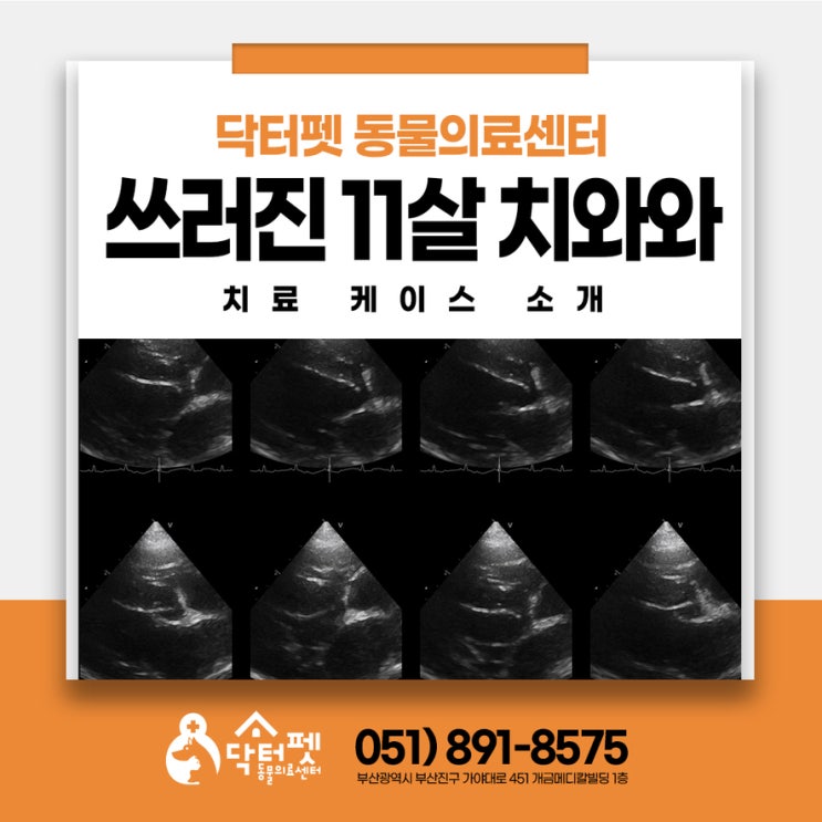  11살 치와와 갑자기 쓰러졌어요 부산 강아지 노령견 심장초음파 동물병원