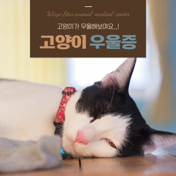  고양이 우울증 무기력증 구분하기, 집사가 놓치기 쉬운 5가지 시그널
