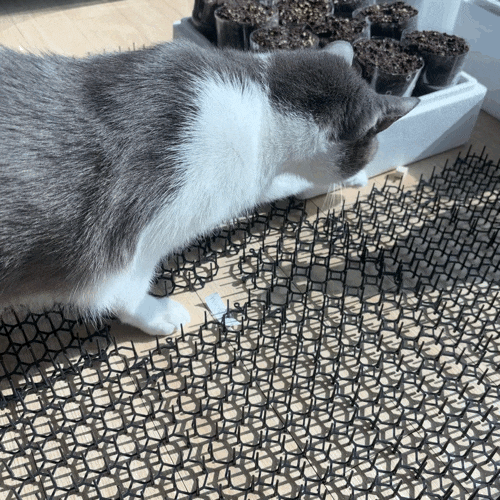 고양이퇴치제 파리박사 고양이 접근방지매트 안전하게