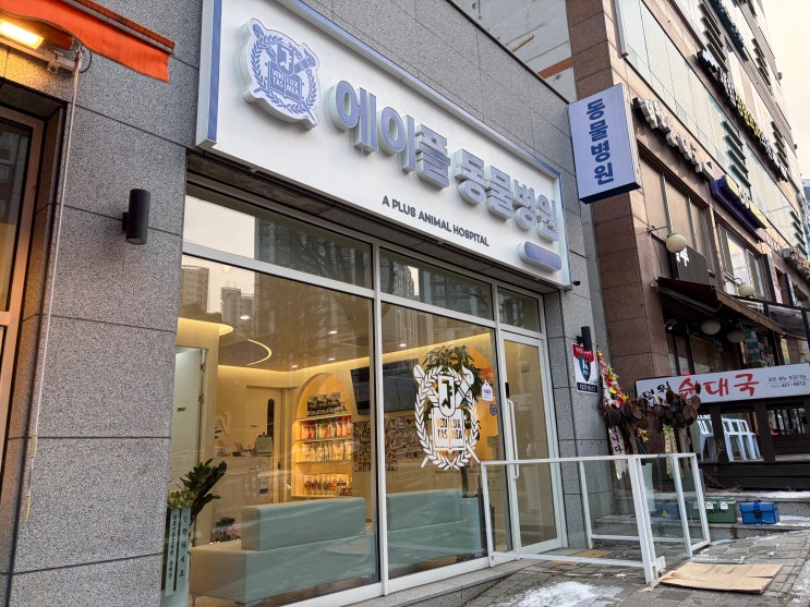  안양동물병원 에이플동물병원 14살 고양이 건강검진 후기
