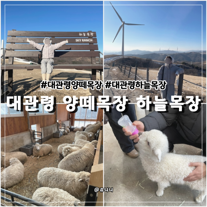 대관령 양떼목장 예약•가격•주차장 - 300만평 규모 하늘목장, 애견동반 가능