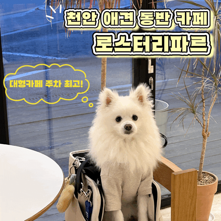  천안 백석동 주차 편한 애견 동반 대형 카페 로스터리파르