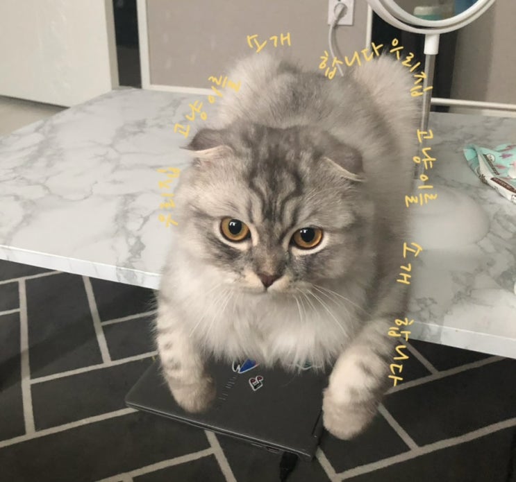  우리집 고냥이 자랑 좀 할께요?