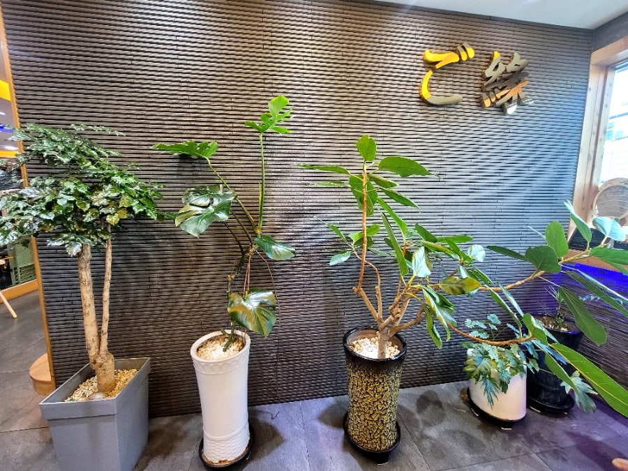 고엔 사진 4
