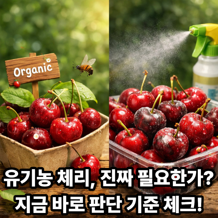   유기농 체리, 꼭 사야 할까?｜건강 vs 비용 완벽 분석