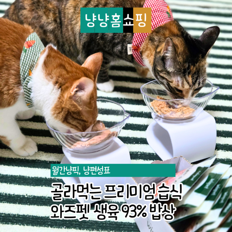  입맛 까다로운 고양이도 완밥! 와즈펫 프리미엄 습식 4종 리얼 후기