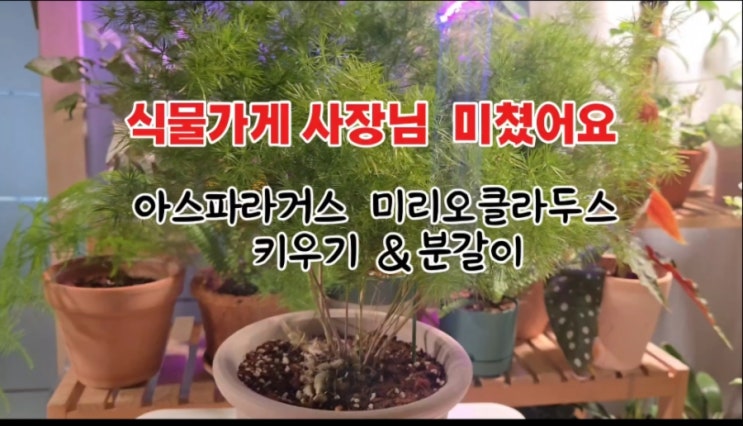  [식물 쇼핑] 식물 가게 사장님이 미쳤어요/아스파라거스 미리오클라두스 분갈이