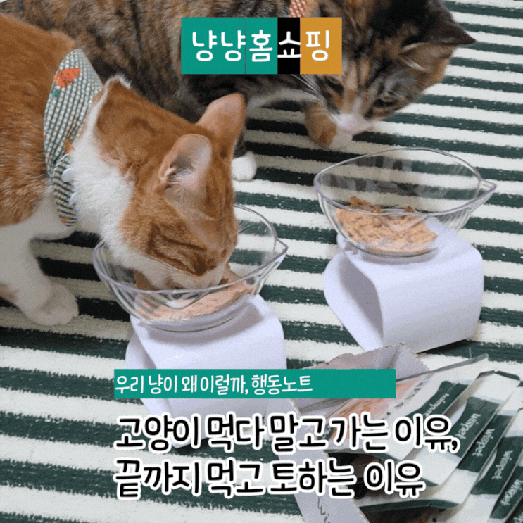  고양이 먹다 말고 가는 이유, 끝까지 먹고 토하는 이유는 따로 있다