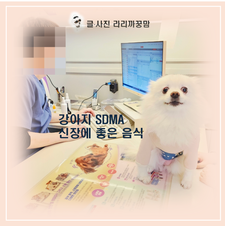  심장병 약 먹는 우리 아이, 강아지 신장에 좋은 음식 꼭 챙겨야 하는 이유