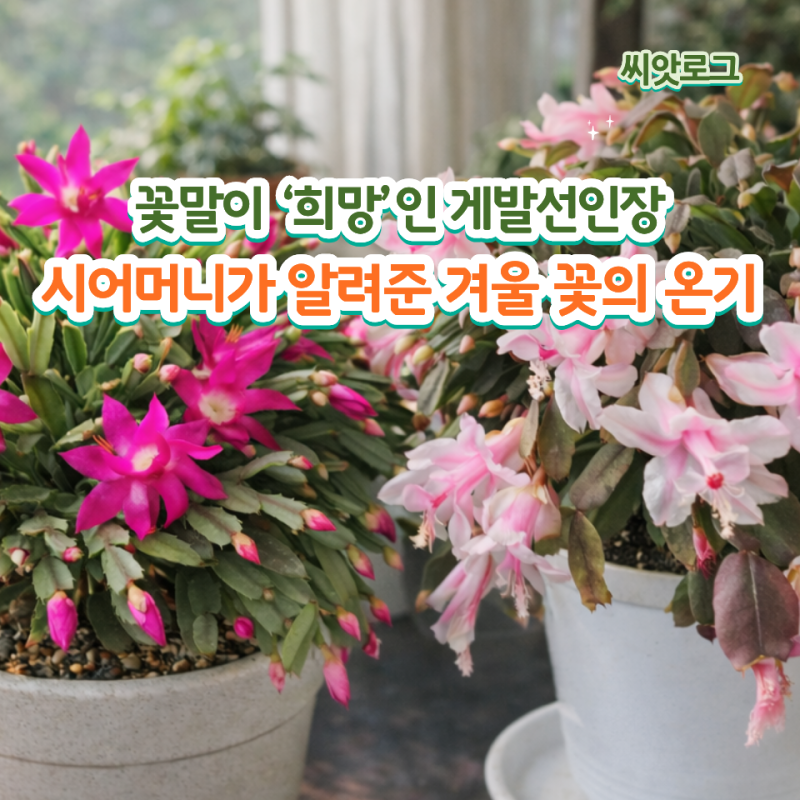 시댁에서 만난 게발선인장 번식 삽목과 물주기 꽃말부터 관리법까지 총정리!