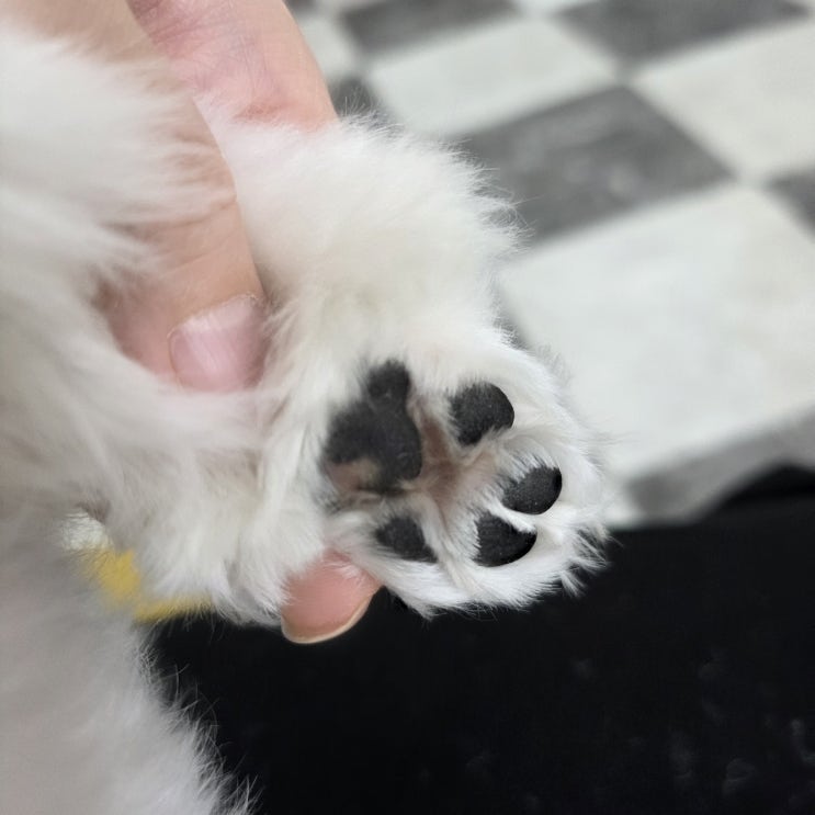  강아지산책후발관리, 산책 후 발 관리는 어떻게 해야 할까?
