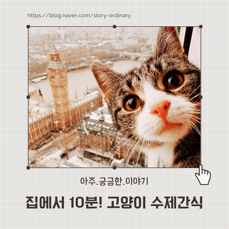 집에서 10분! 고양이 수제간식 레시피 (재료 3가지 버전)