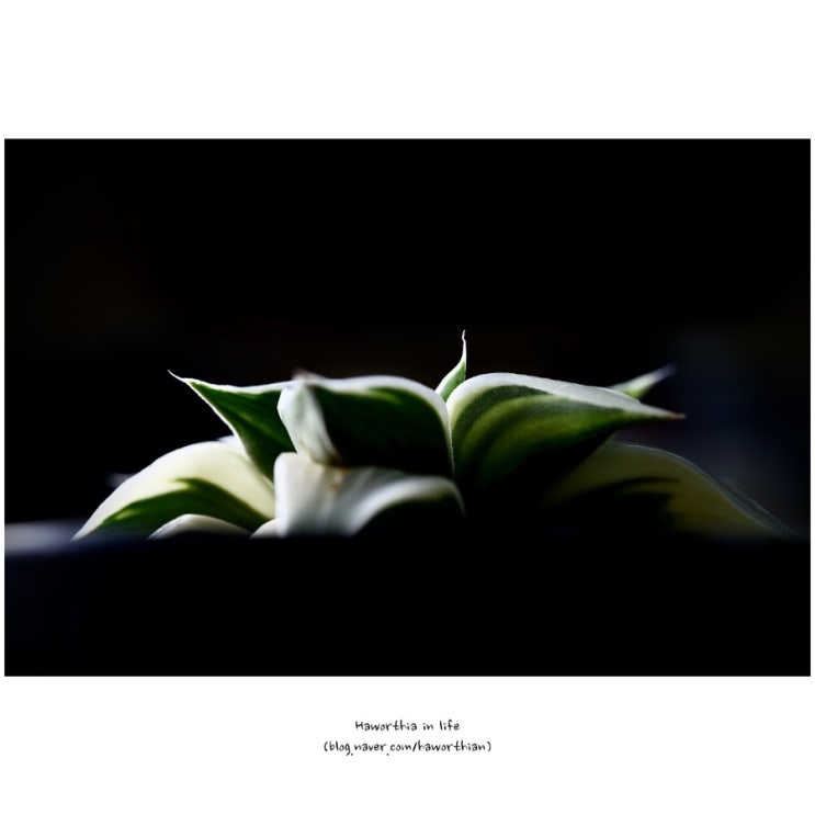  [성장] 하월시아 바디아hyb - 명창금 (이케다氏, AAA-S), 맑게 빛나다...