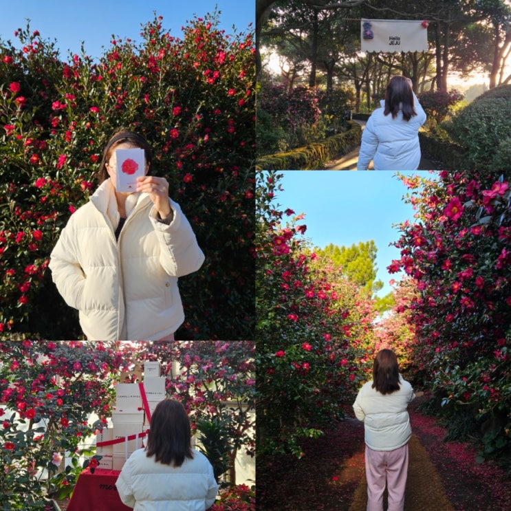  중문 근처 가볼만한곳 제주도 동백꽃 명소 카멜리아힐