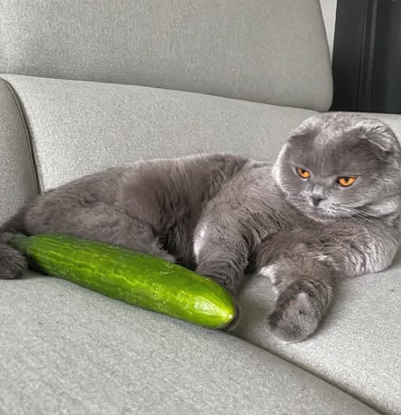  고양이 오이 음수량 늘리는 고양이간식추천