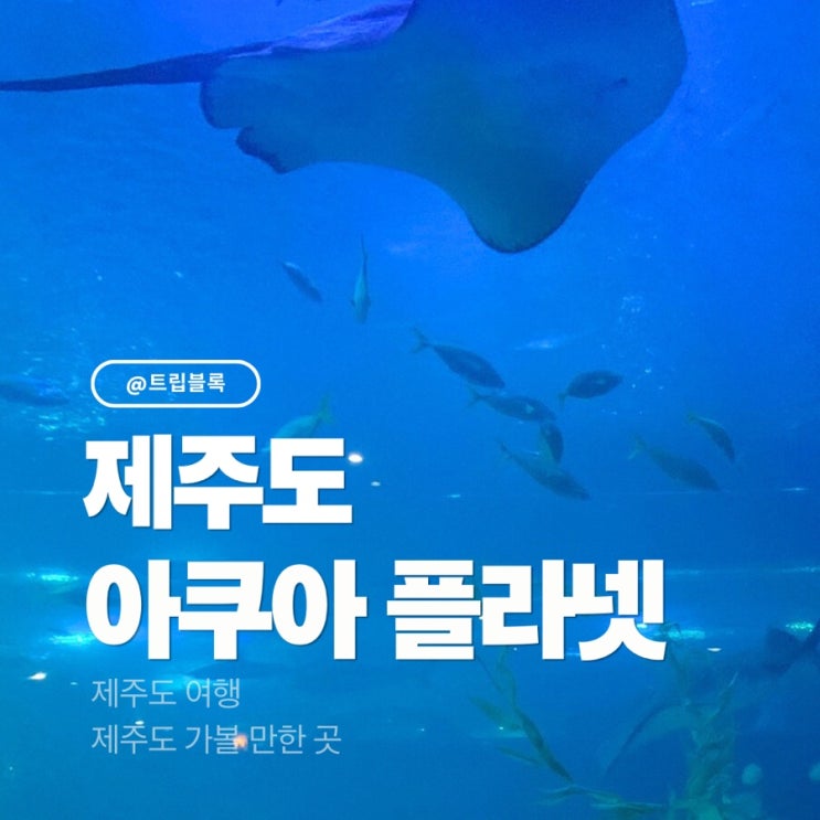  아쿠아플라넷 제주 오션아레나 공연 실내 동쪽코스 입장료