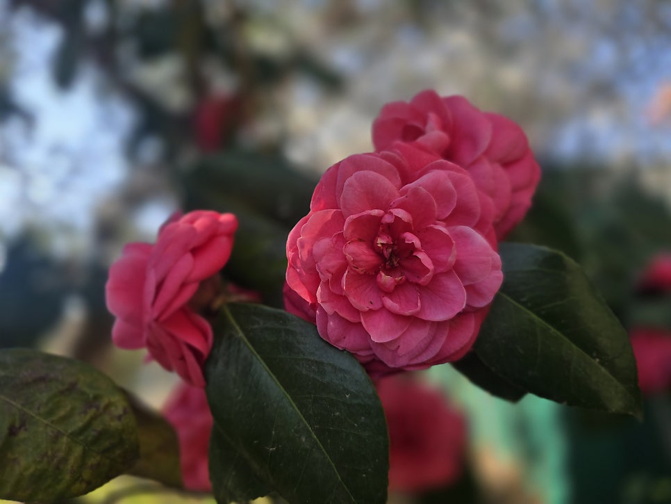 갯당산 사진 4