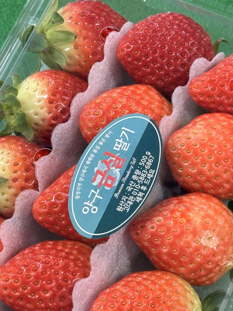   [강원 맛수다] 겨울의 귀한 보물, 양구 '금실 딸기' 리얼 리뷰! 