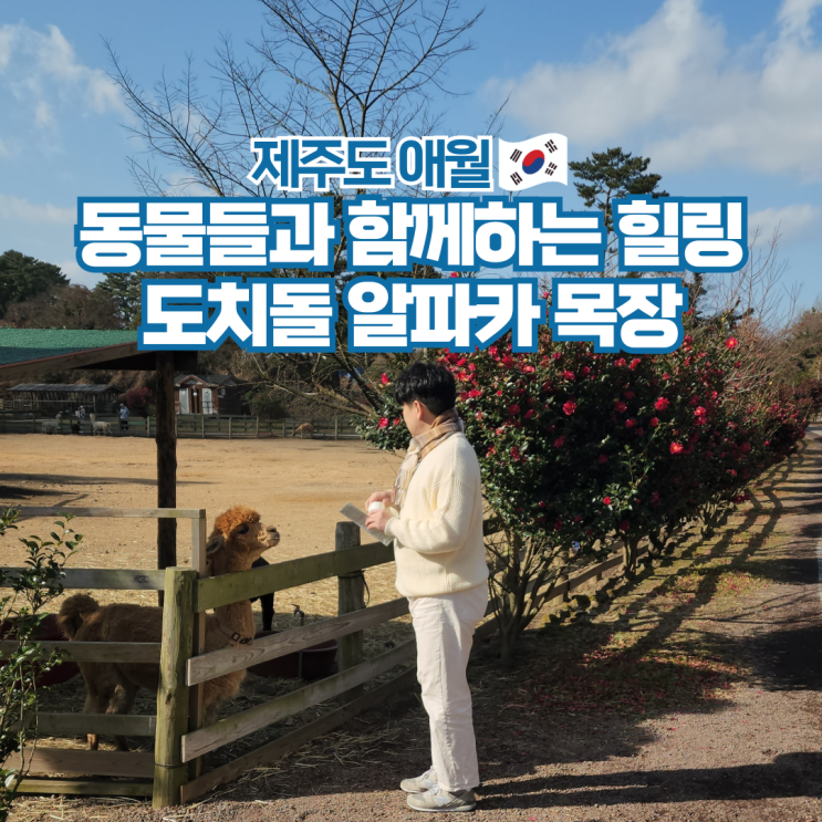  도치돌알파카목장 제주도 애월 겨울 여행 서쪽 코스 가볼만한곳