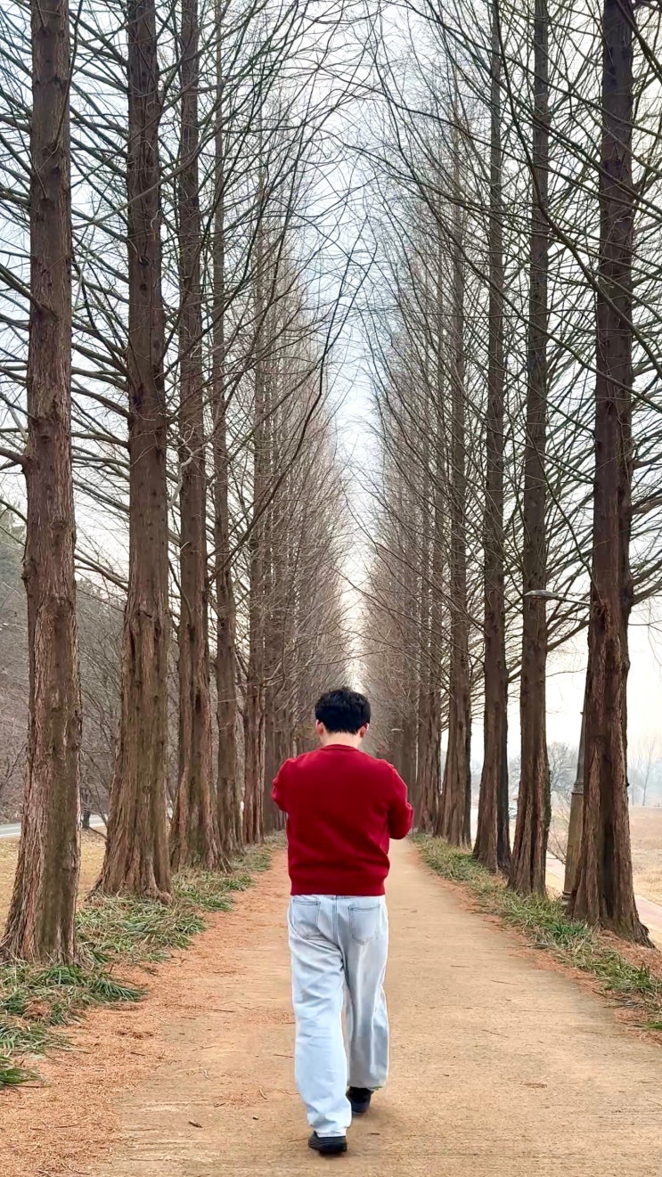  공주 여행 메타세콰이어길 무료 산책 코스, 겨울 방문 후기
