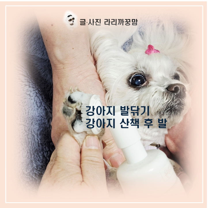  강아지 산책 후 발 관리와 강아지 발닦기 꿀팁