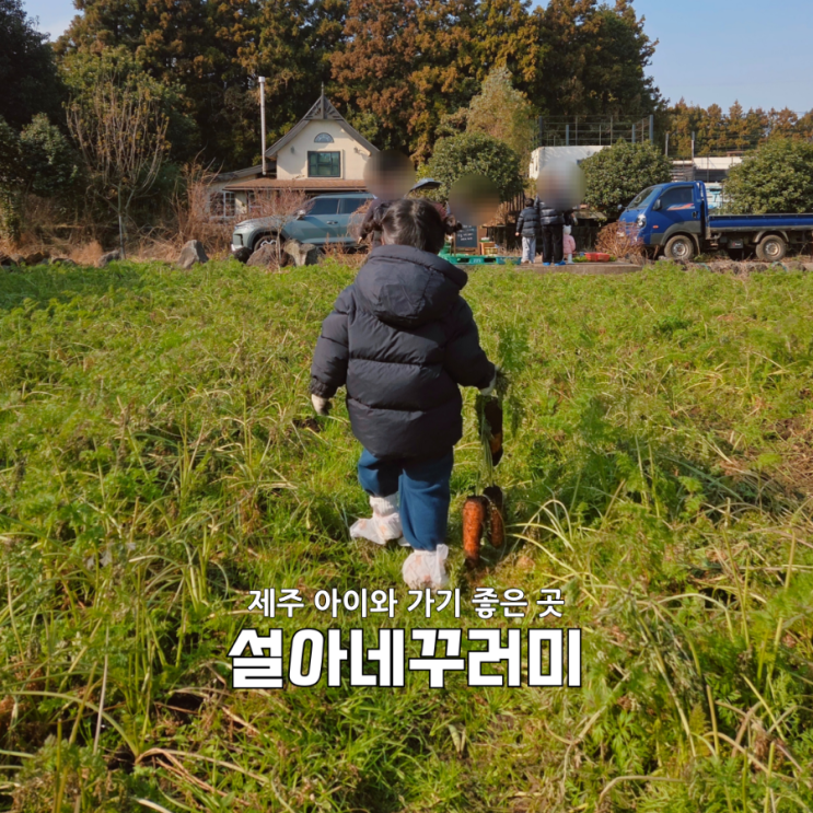  제주 당근 체험농장 설아네꾸러미 솔직후기｜5살 아이와 흙투성이가 된 하루