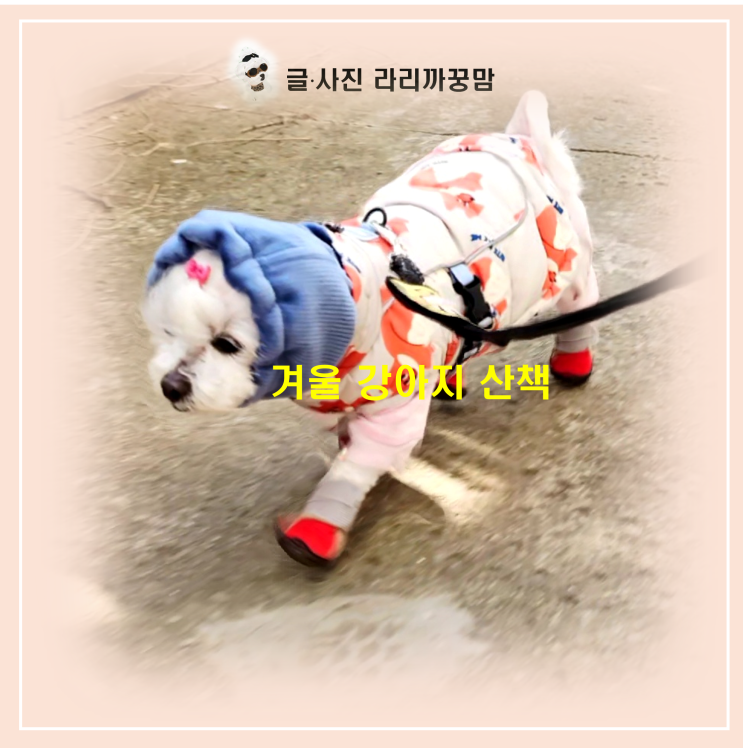  겨울 강아지 산책 주의사항, 13살 어르신 꿍이의 안전한 겨울 나들이!