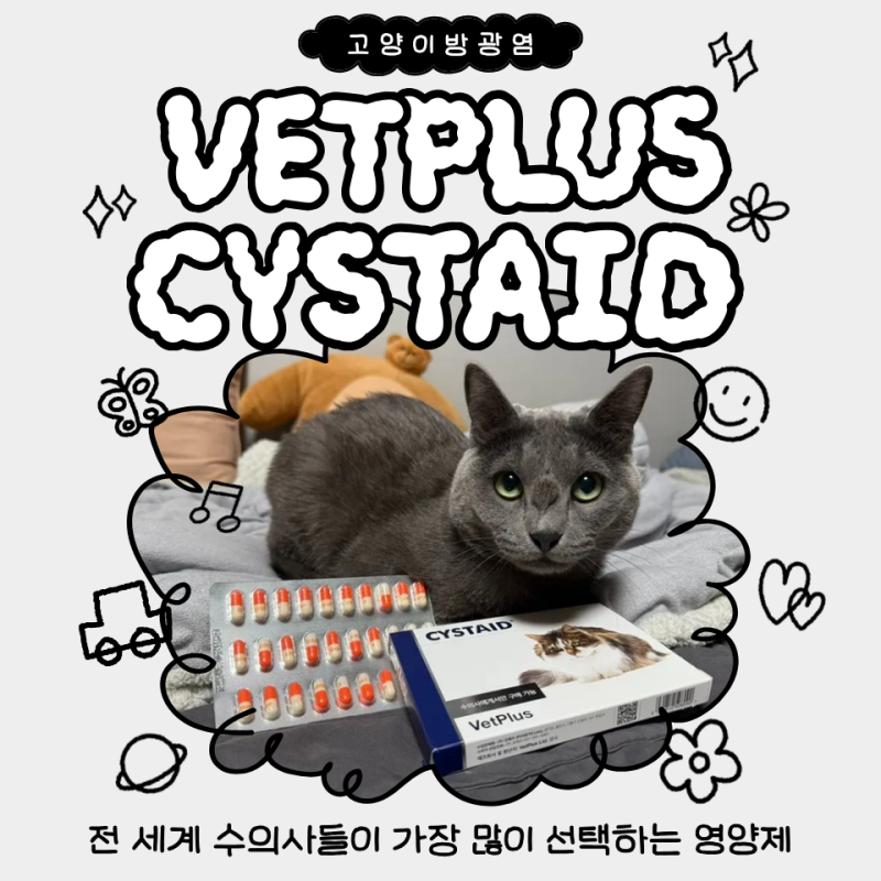 고양이방광염 영양제 고민 중이라면 벳플러스 시스테이드 솔직 리뷰