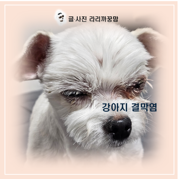  강아지 결막염 가볍게 봤다가 안구적출까지? 13살 짱구의 수술 기록