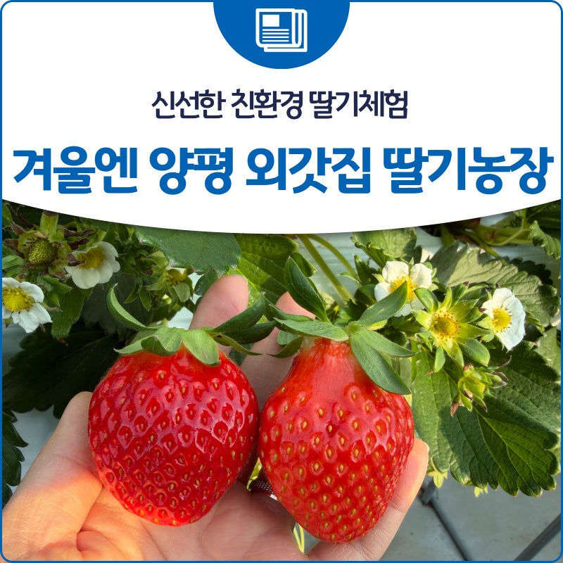 신선한 친환경 딸기체험 겨울엔 양평 외갓집 딸기농장