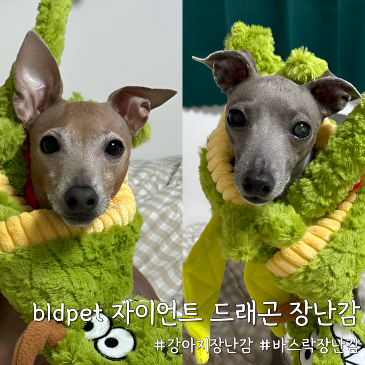  오래 쓰는 바스락 장난감 [bldpet 강아지 자이언트 드래곤 장난감]