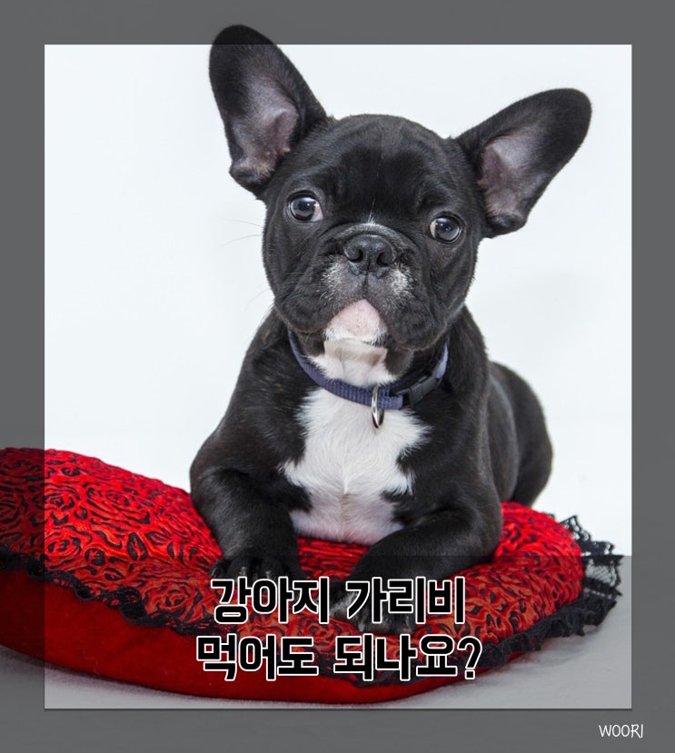  강아지 가리비 먹어도 되나요?