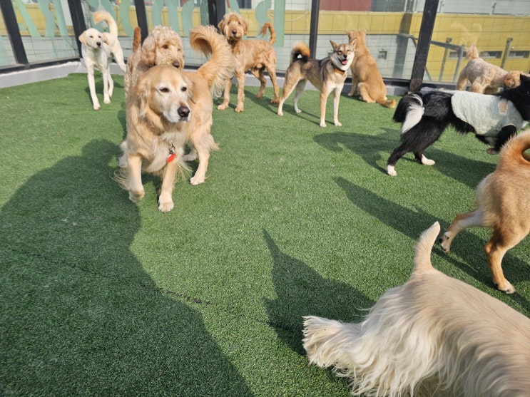  분당 대형견 유치원 라드독, 오늘은 주도권을 배우는 산책교육과 사이드 포지션 수업