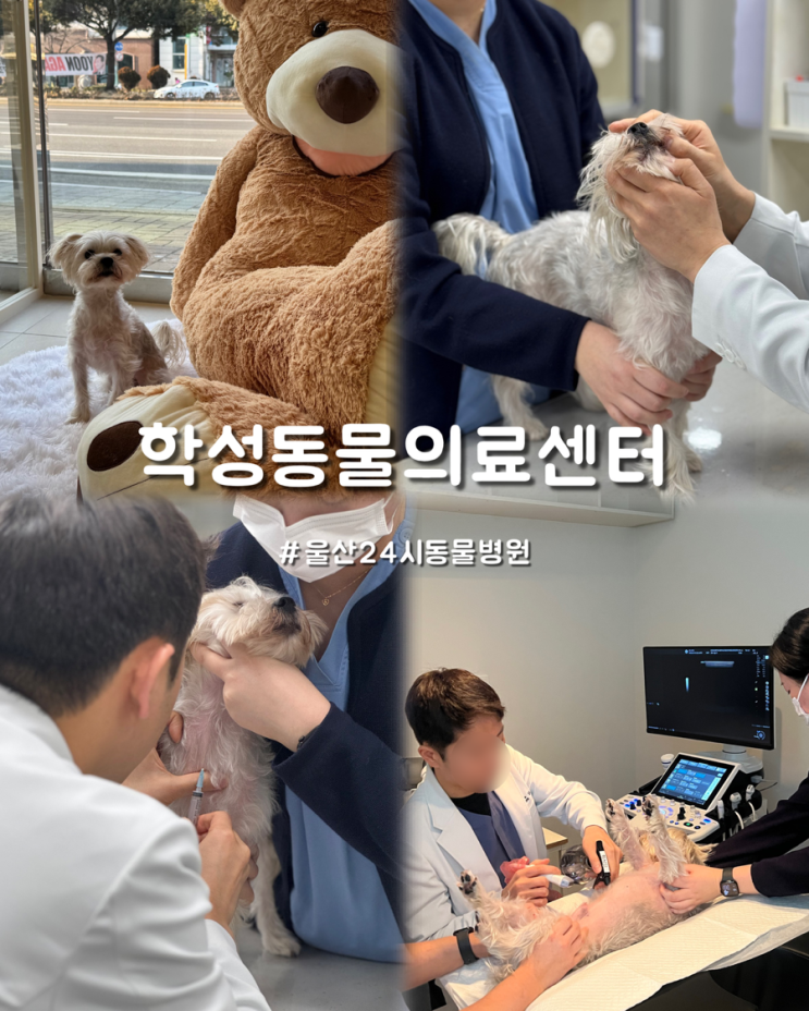  울산24시동물병원 애견 건강검진 중구 학성동물의료센터