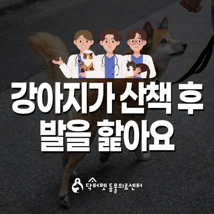  강아지가 산책 후에 발을 자꾸 핥아요! 딱 5분 관리해 보세요