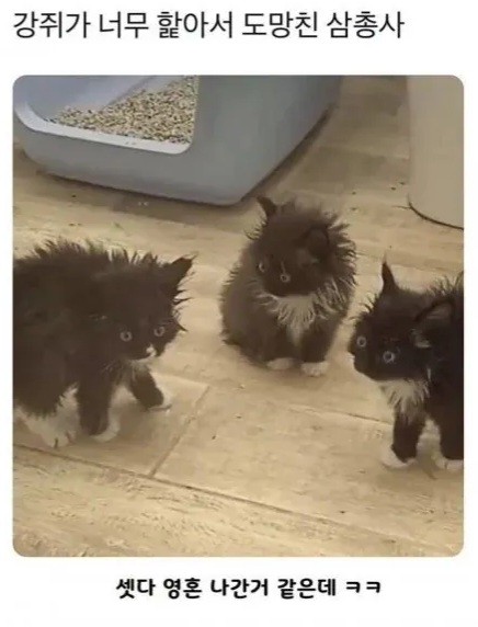  강아지가 너무 핥아서 도망 온 삼총사.jpg