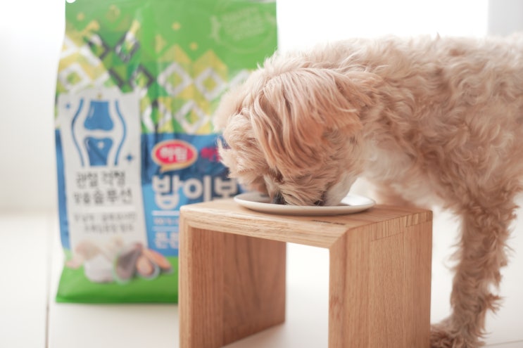  노견 마른 강아지 몸무게 살찌우기 안전한 방법