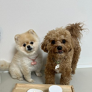 강아지 영양제 추천 피부 벳액티브8 반려견 오메가3 360캡슐