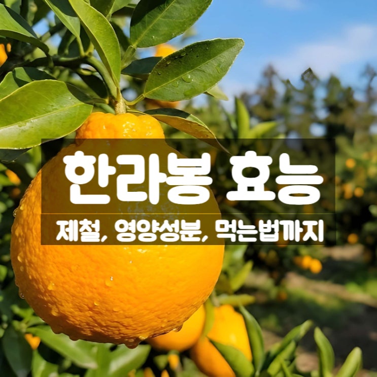  겨울철 혈관 건강 걱정된다면? 한라봉 효능 부작용 총정리